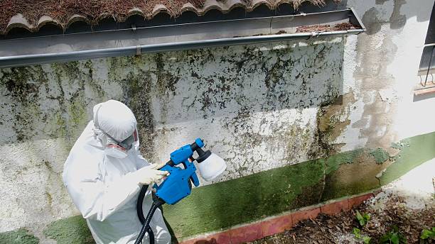 Trusted Mold Testing service in Wayne, IL - Cheap Mold Removal